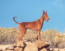 Kanarischer Laufhund - Podenco Canario